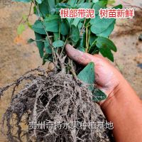 八月瓜苗8月炸树苗预知子三叶木通 野果树苗带土带叶包活贵州发货 紫宝3号二年苗（根部带泥发货） 八月瓜苗2棵