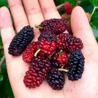 无籽大十桑树苗嫁接四季台湾长果桑树苗紫金蜜桑果桑桑葚苗盆栽苗 大果桑2年(50-60CM带土球)