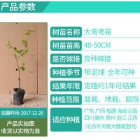 台湾大青枣果树苗嫁接苗南方种植盆栽地栽水果蜜丝青枣苗当年结果 大青枣2年苗1棵40-50cm