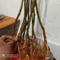 桑树苗桑葚树苗嫁接苗桑果树苗无籽十大桑果苗长果桑树苗盆栽地栽 特价1年幼苗 中国黑桑