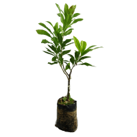 广西杨梅树苗嫁接苗特大南方种植东魁杨梅苗正宗品种带营养杯带叶 六月杨梅1棵(带泥球) 30cm-50cm