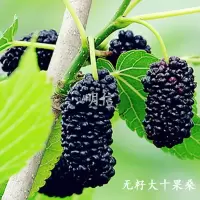 桑树苗桑苗养蚕桑葚树苗南方北方盆栽地栽果桑树苗四季种植大果桑[9月18日发完] 果桑-无籽大十[掌柜推荐当年结果] 2年