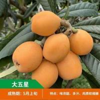 枇杷树苗嫁接枇杷苗南方北方特大无核砂糖盆栽地载无籽琵琶果树苗 大五星 店主推荐[特价试种一颗]当年结果