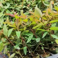 桉树苗 广九速生桉树苗广29 四季可种经济林快速造林树苗桉树木苗 约20-30cm高 20棵桉树苗-带营养杯发货
