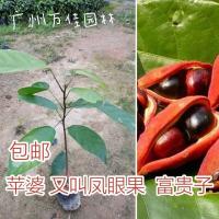 正宗苹婆树苗 凤眼果萍婆小苗禄旺苗九层皮苗富贵子树苗 地栽植物 真苹婆30-40公分高