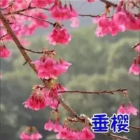 樱花树苗日本樱花苗嫁接早樱晚樱樱花小苗庭院树苗绿化苗木樱桃苗 垂樱 粗3厘米 送肥料+生根粉