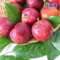 蜂糖李子树苗盆栽地栽西梅李子苗树苗北方南方种植三华李嫁接果苗 红布林 当年结果苗[1棵装 不送苗]