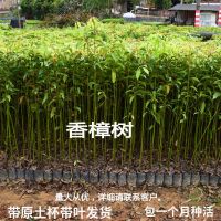小叶香樟树苗室外庭院遮阴四季常青驱蚊南方北方种植工程绿化苗木 20-30cm(带土带叶发货)