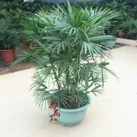 棕榈树 扇子树老人葵 蒲葵棕树苗绿化苗木庭院室外盆栽南北方种植 棕榈树苗(20-30cm) 1株