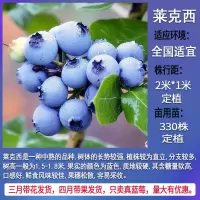 蓝莓苗盆栽地栽蓝莓树苗带土带叶发货南方北方种植蓝莓苗蓝莓树苗 莱克西 试种苗[不包活不包售后]