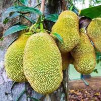 菠萝蜜树苗嫁接四季种植当年结果地栽盆栽南北方种植庭院果树苗 马来西亚一号 2年小苗(3棵装)