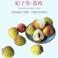 无核荔枝苗嫁接妃子笑桂味荔枝树苗荔枝王户外当年结果灵山新品 妃子笑荔枝(小子水分多) 试种小小苗(限制拍1棵)