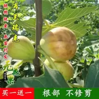 特大无花果树苗四季当年结果耐寒南北方阳台盆栽地栽庭院种植果树 布兰瑞克 2年苗(一颗装)