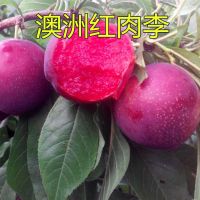 法兰西西梅皇后女神嫁接果树苗树苗盆栽李子当年结果南方北方种植 澳洲红肉李 4年苗(少量结果)