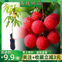 仙进奉荔枝树苗冰荔荔枝苗嫁接果树苗当年结果荔枝王南方盆栽庭院 2年苗[粗0.8CM]适合大面积种植 黑叶荔枝[带土带叶]