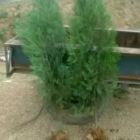 侧柏树苗 扁侧柏树 松柏树苗 庭院绿化侧柏叶 柏树绿化苗木 侧柏树苗1.2米高[1颗]带土球] 带土保鲜膜包起来