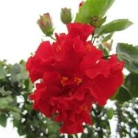 大花重瓣扶桑花苗带花苞重瓣木槿朱槿牡丹花四季开花绿植盆栽 热卖[大红色]扶桑花 4年苗[不带花苞]+送肥料不推荐