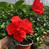 丹麦木槿开花带花苞办公室客厅阳台重瓣木本花卉盆栽绿植物扶桑 特价福利版(中苗颜色随机)