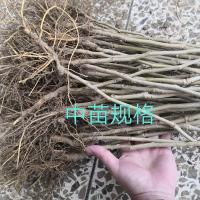 果树苗桑树苗果桑苗桑葚树苗无籽大十南北方都可种盆栽地栽嫁接苗 优质中苗买五送五