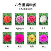 太阳花苗盆栽四季种植八色重瓣四季开花不断松叶牡丹单独颜色无根 8色重瓣太阳花每颜色3枝共24枝
