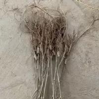 海宁桑树苗桑葚树苗大叶无籽大十长果苗当年结果南北方盆栽果园 无籽大十20株0.2厘米(小苗)
