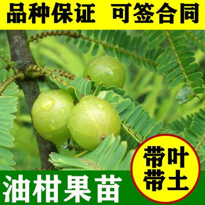 油柑子余甘果树苗余甘子牛甘子果树苗盆栽地栽绿植盆景庭院种植 余甘子树苗(带原土泥球发货)