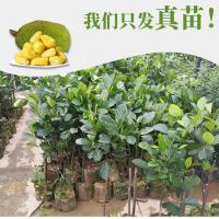 四季本地干包湿包菠萝蜜榴莲蜜果树苗庭院花园行道绿植园艺果树苗 水糖湿包菠萝蜜苗 1年苗