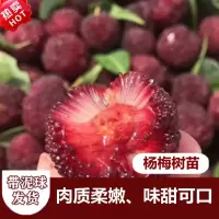 广西杨梅苗特大嫁接东魁杨梅果树苗黑炭杨梅广西果树苗带土发货 六月杨梅2年苗1棵（带土带叶） 30-40cm