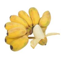 香蕉粉蕉 小米蕉 奶蕉 盆栽 地栽 当年结果 小米蕉【4棵】提供种植技术