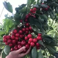 巴西樱桃苗广西带叶发货樱桃树苗树苗南北方四季种植当年结果 巴西樱桃2年苗[当年结果]
