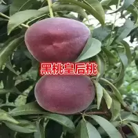 桃树新品种中华黑桃王桃树苗黑桃皇后树苗嫁接当年结果南北方种植 两年苗[推荐] 80-100[公分高]