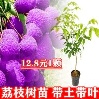 荔枝树苗新品种紫色荔枝苗嫁接果树苗当年结果南北方四季盆栽庭院 1年苗[粗0.5厘米] 紫色荔枝苗[带土带叶]