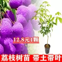 荔枝树苗新品种紫色荔枝苗嫁接果树苗当年结果南北方四季盆栽庭院 1年苗[粗0.5厘米] 紫色荔枝苗[带土带叶]