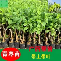 广西果苗台湾大青枣苗蜜丝枣金蜜枣苗雪蜜枣树苗果树苗木 台湾大青枣 1年小苗[带土带叶]不建议