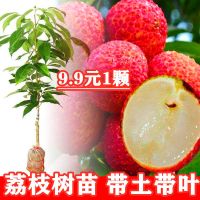 仙进奉荔枝树苗新品种冰荔荔枝苗当年结果嫁接果树苗南方四季庭院 2年苗[粗0.8]带土带叶 白糖罂荔枝