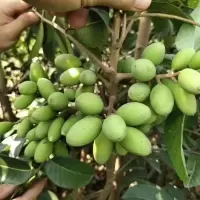 嫁接黑乌橄榄果树苗南北方种植果树盆栽地栽带土带叶甜黄橄榄树苗 青橄榄 3年苗(高40-50厘米)优惠价