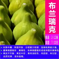 无花果树苗当年结果带土带叶四季南方北方盆栽地栽矮化特大新品种 布兰瑞克[带叶子-带分枝-带原土] [不带果]四年苗