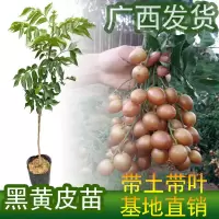 [ 包成活]黄皮树苗 无核出世甜鸡心黑黄皮 苗南方树苗盘栽 鸡心黄皮[果大皮薄] 2年小苗1棵[带土带叶]