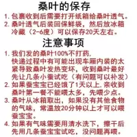 现摘桑叶500克新鲜桑叶农家桑树叶芽蚕宝宝饲料大小蚕 嫩桑叶 新鲜桑叶1斤(500克)山西发货