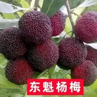 正宗杨梅果树苗嫁接东魁杨梅苗盆栽地栽南北方种植水树苗当年结果 水晶杨梅 两年苗(30-40cm)