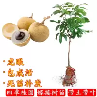 龙眼树苗无核龙眼苗嫁接果树苗当年结果储良石硖南方四季盆栽庭院 一年苗(0.6cm) 水涨龙眼带土带叶