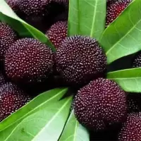 杨梅树苗正宗嫁接东魁黑炭特大果树苗南北方种植盆栽地载常绿带土 东魁杨梅一棵