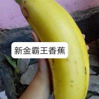 新金霸王香蕉苗一斤一根香蕉可以盆栽地栽耐寒香蕉苗南北果树苗 30厘米高 带土带叶（）