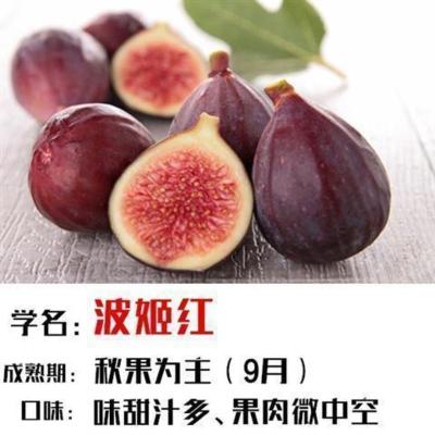 新品种矮化无花果树苗盆栽地栽特大果耐寒当年结果阳台庭院水果苗 波姬红 优质两年苗 [拍一发二]带护根土