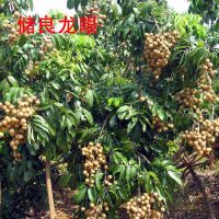 带土带叶 龙眼苗四季结果 广西桂圆果树苗嫁接石硖龙眼树苗南方种 [带土带叶]储良龙眼苗