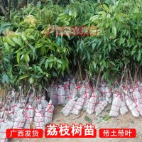 广西嫁接荔枝树苗妃子笑糯米糍桂味无核荔枝苗盆栽地栽当年结果 【妃子笑荔枝】带土带叶发货 两年苗