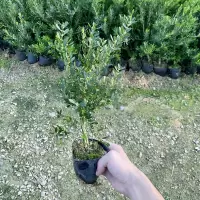 皱皮雀舌黄杨树苗 小叶名贵黄杨苗 盆景高档造型庭院阳台盆栽常青 皱皮雀舌黄杨15-20cm高(2颗)
