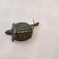 乌龟蛋活的小宠物近距离感受生命奇迹 3-4 cm草龟_ 孤单的一只送龟粮