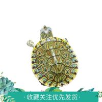 大河甜甜圈龟苗 佛州尼加拉瓜彩龟乌龟宠物水龟小乌龟活 孤单一只 普通圈圈(3-4厘米)_送乌龟粮