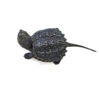 小乌龟外塘养殖活体中华草巴西珍珠鳄鱼龟宠物水龟长寿招财观赏龟 10